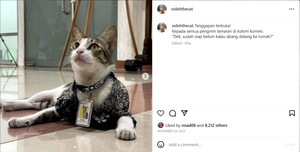 Soleh di kantor KPP (instagram.com/solehthecat)