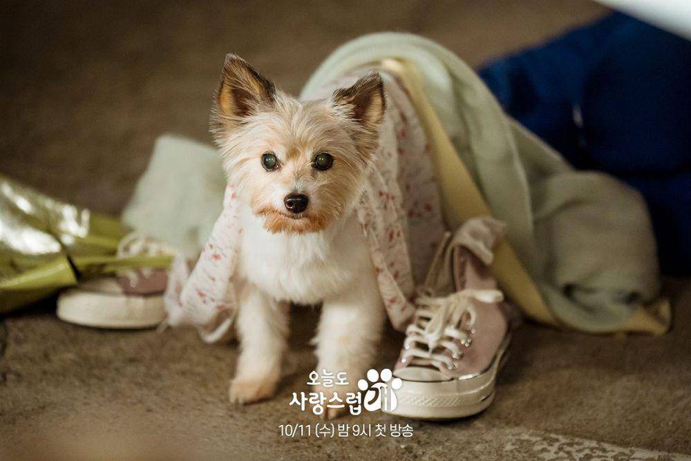 A Good Day to Be a Dog (Dok.MBC/ A Good Day to Be a Dog)