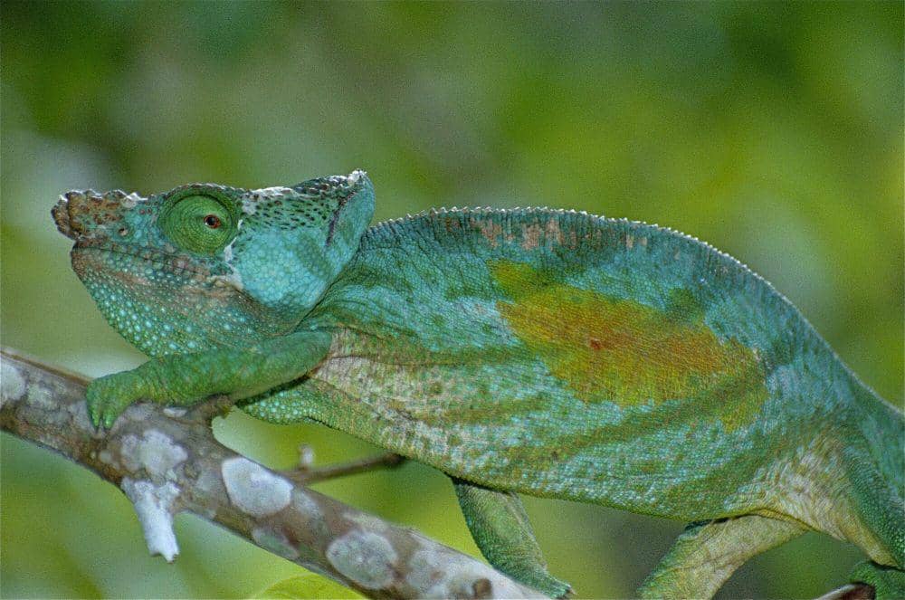 Bunglon parson (commons.m.wikimedia.org/Bernard DUPONT)