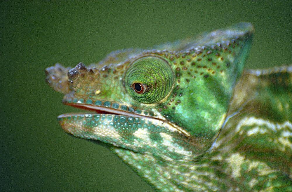 Bunglon parson (commons.m.wikimedia.org/Bernard DUPONT)