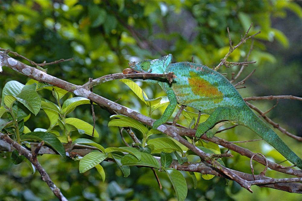 Bunglon parson (commons.m.wikimedia.org/Bernard DUPONT)