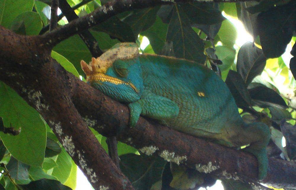 Bunglon parson (commons.m.wikimedia.org/Gailhampshire)