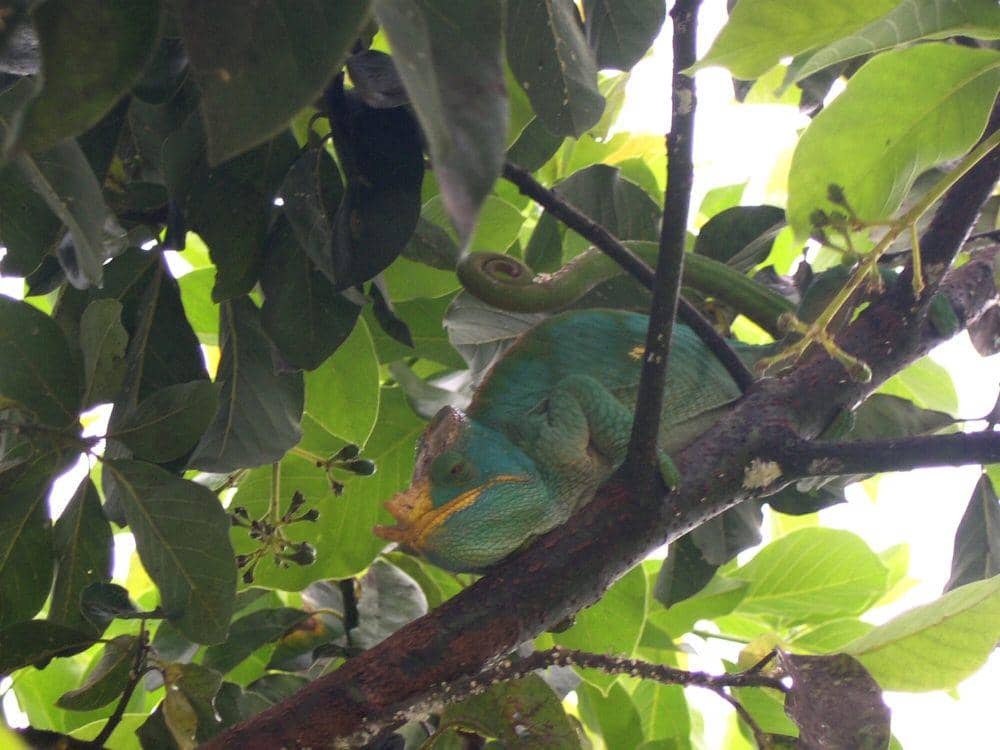 Bunglon parson (commons.m.wikimedia.org/Gailhampshire)