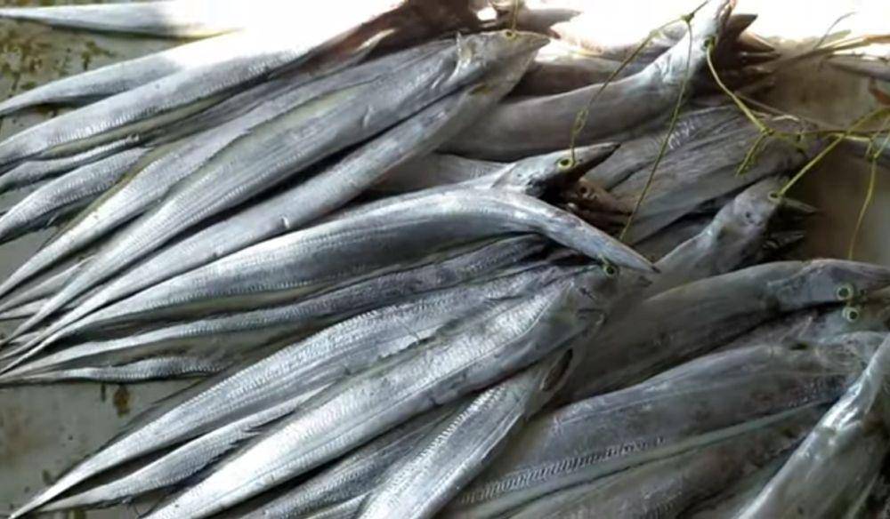 Ikan Layur (YouTube.com/rian syaroh)