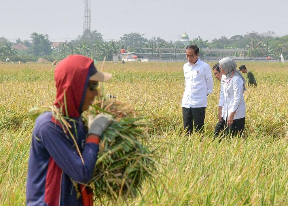 Presiden Jokowi meninjau panen raya padi di Indramayu, Jawa Barat, Jumat (13/10/2023) (dok. Sekretariat Presiden)