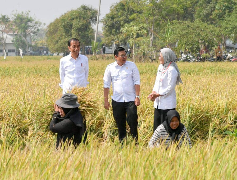 Presiden Jokowi meninjau panen raya padi di Indramayu, Jawa Barat, Jumat (13/10/2023) (dok. Sekretariat Presiden)