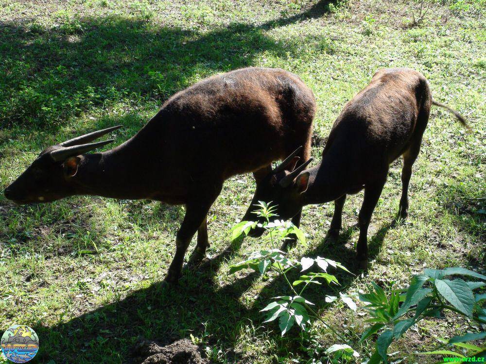 Anoa (commons.m.wikimedia.org/Attis1979)