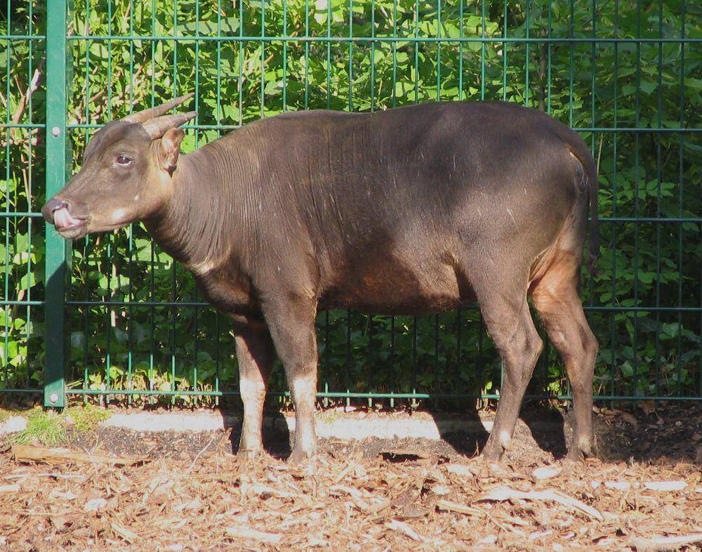 Anoa (commons.m.wikimedia.org/Appaloosa)