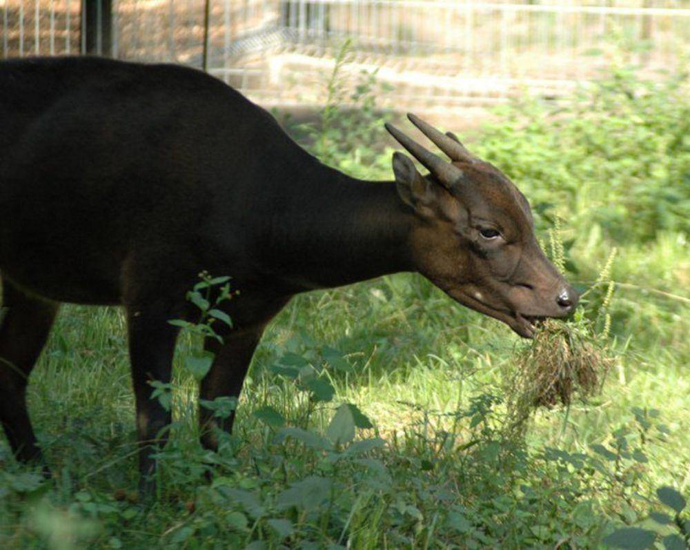 Anoa (commons.m.wikimedia.org/Attis1979)
