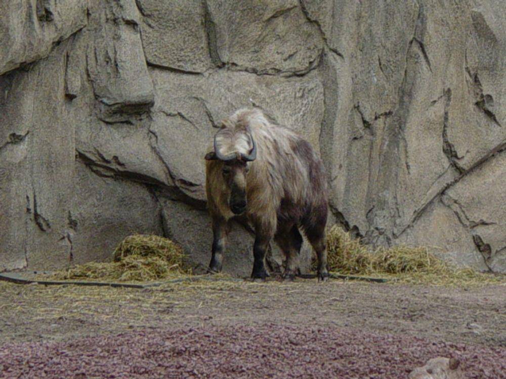 Takin (commons.m.wikimedia.org/Myself)