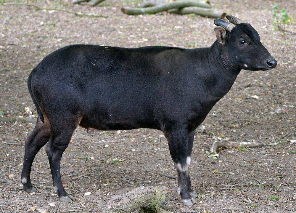 Anoa (commons.m.wikimedia.org/The Land)