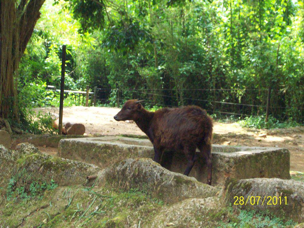 Anoa (commons.m.wikimedia.org/Farrel Nandito)