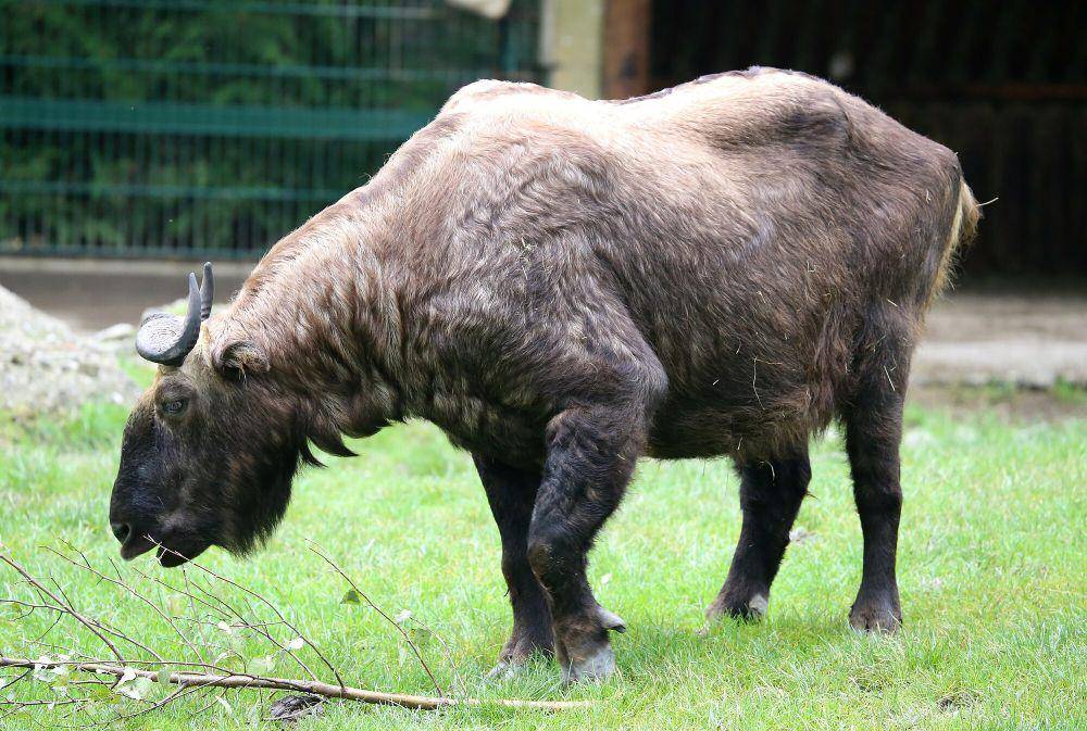 Takin (commons.m.wikimedia.org/Rufus46)
