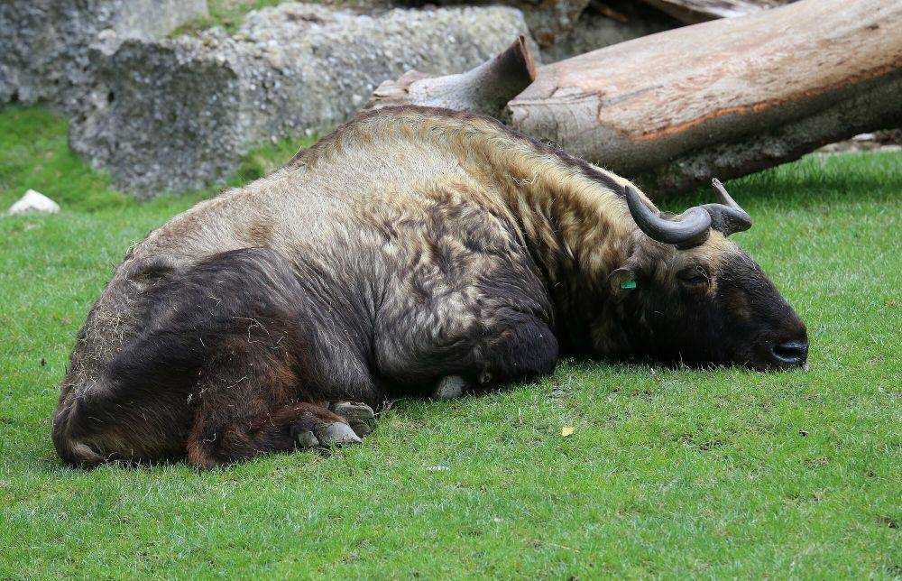 Takin (commons.m.wikimedia.org/Rufus46)