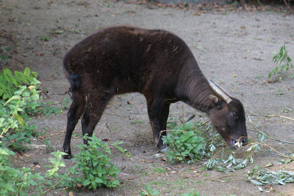 Anoa (commons.m.wikimedia.org/BronxZooFan)