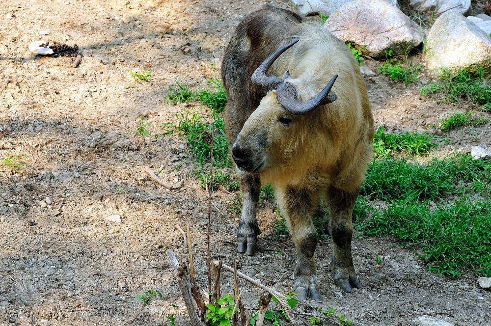 Takin (commons.m.wikimedia.org/Gregory Moine)