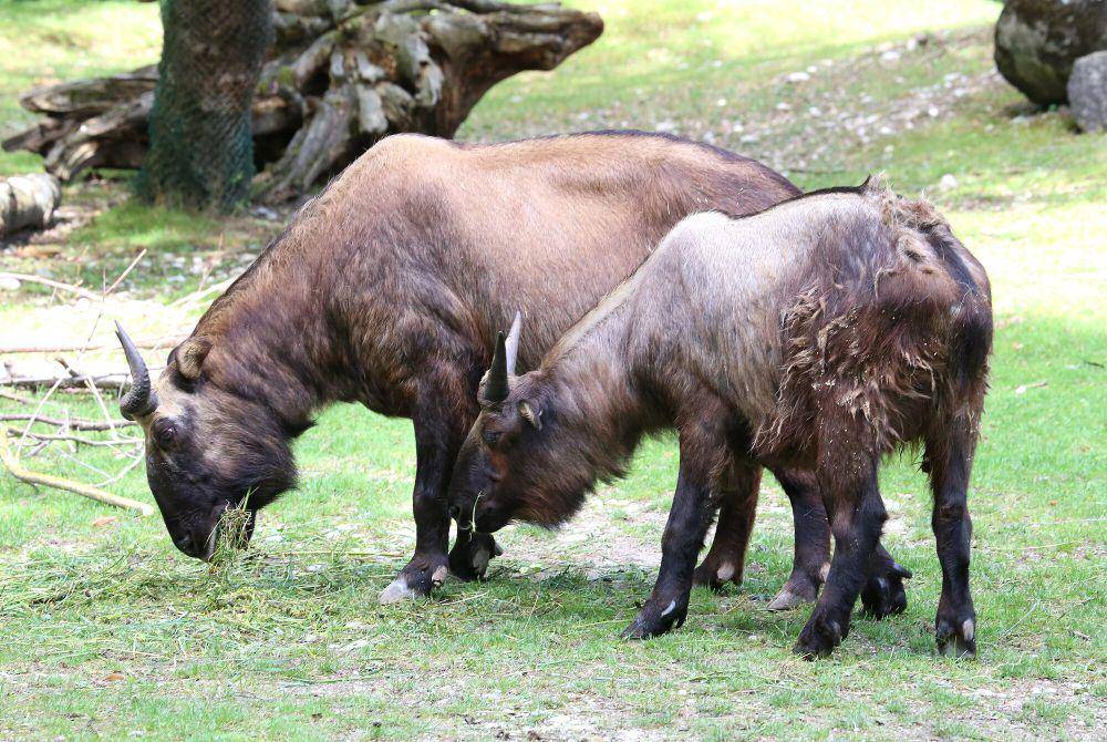 Takin (commons.m.wikimedia.org/Rufus46)