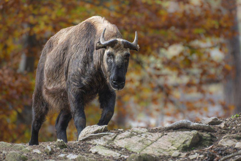 Takin (commons.m.wikimedia.org/Parc Animalier d'Auvergne)