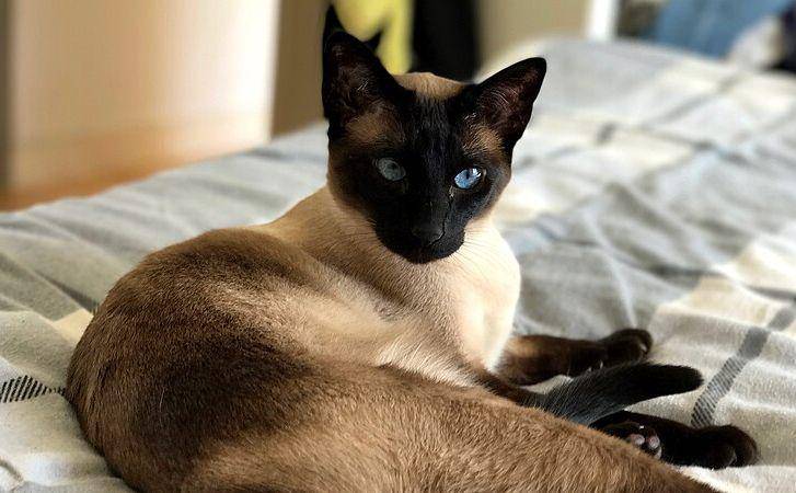 Siamese (commons.wikimedia.org/Jwads82)