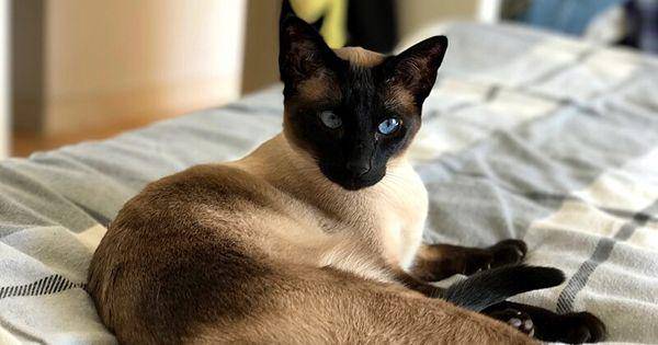 Siamese (commons.wikimedia.org/Jwads82)