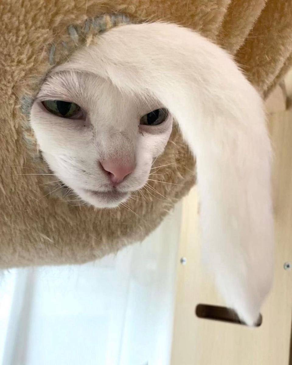 potret kucing putih tampil stylish (twitter.com/NoCatsNoLife_m)