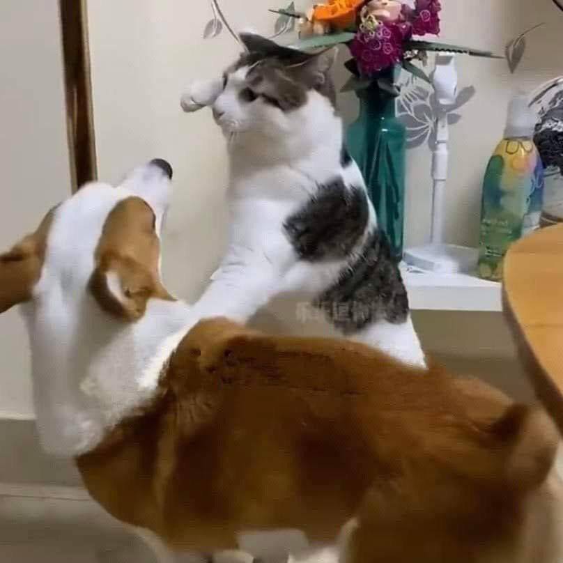 potret jurus tinjuan kucing (twitter.com/NoCatsNoLife_m)