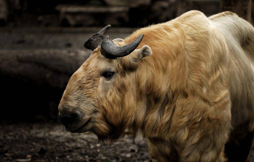 Takin (pixabay.com/Will Zhang)