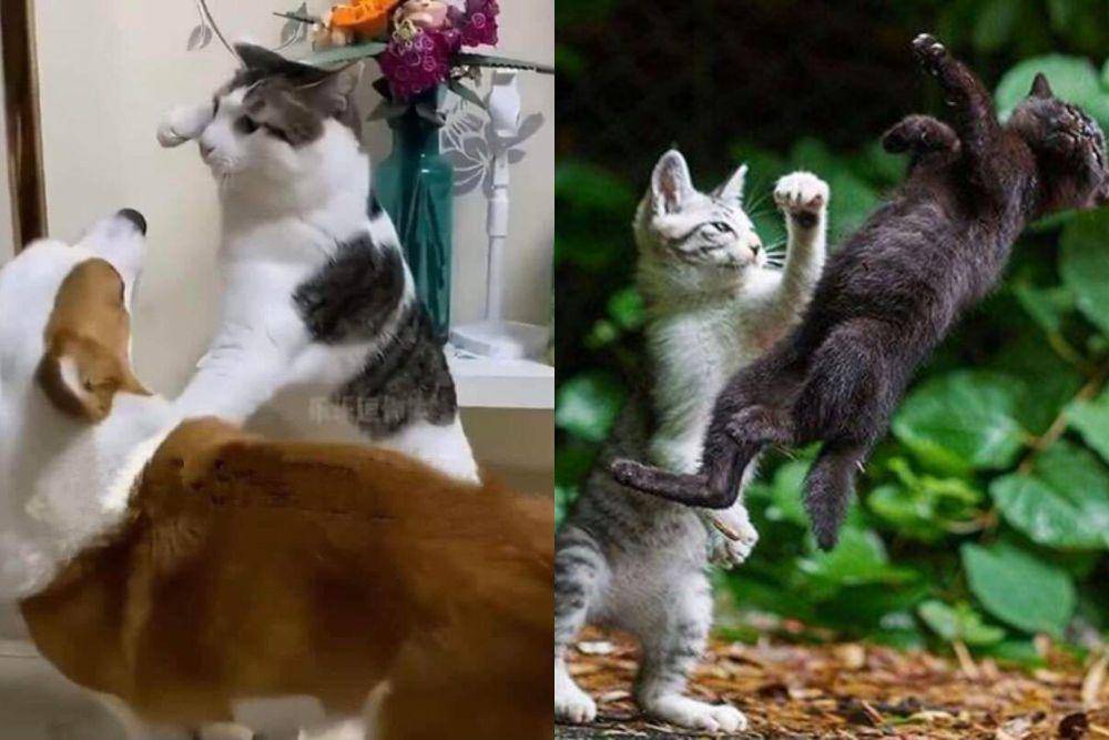 kolase potret jurus tinjuan kucing (twitter.com/NoCatsNoLife_m I reddit.com/Random-Barbarian)