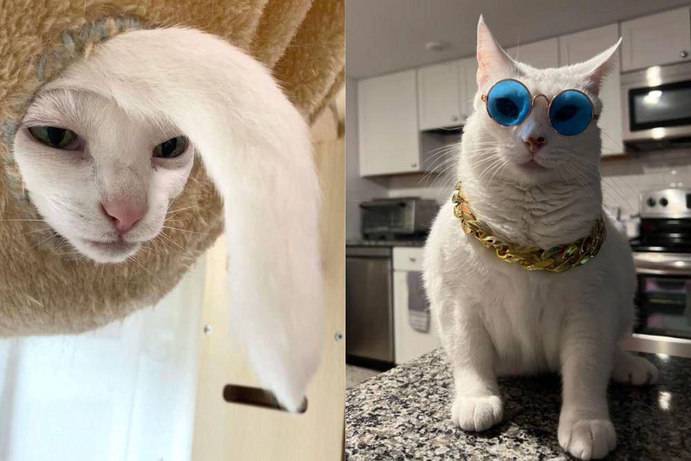 kolase potret kucing putih tampil stylish (twitter.com/NoCatsNoLife_m I reddit.com/escapevel0city)