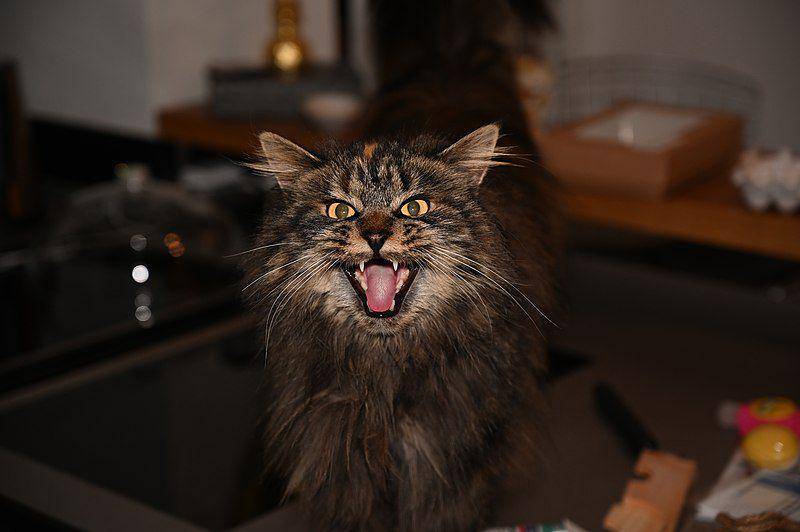 Maine coons (commons.wikimedia.org/Nortlio)