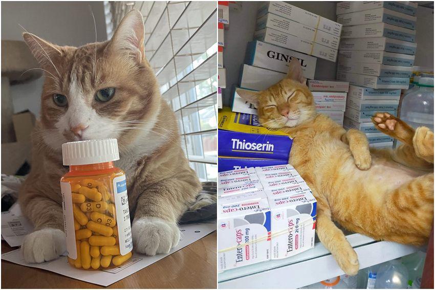 10 Foto Gemas Kucing Kerja di Apotek, Ada Obat Batuk, Gak?