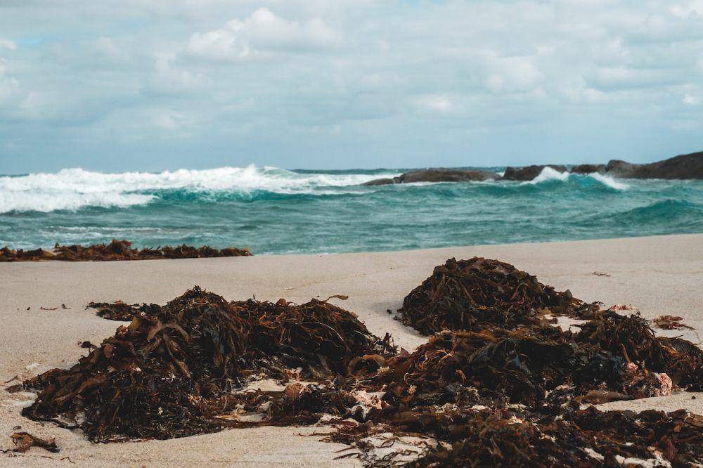 ilustrasi rumput laut (pexels.com/Lachlan Ross)