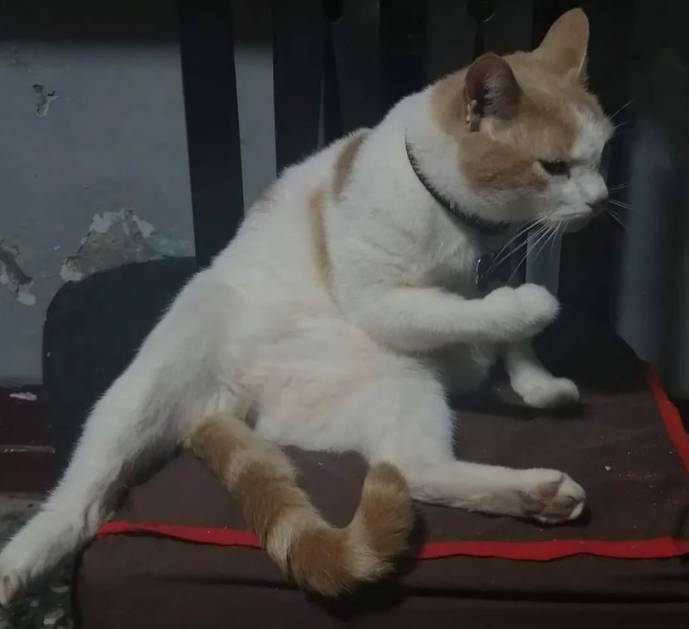 potret jurus tinjuan kucing (reddit.com/NessHottie25)