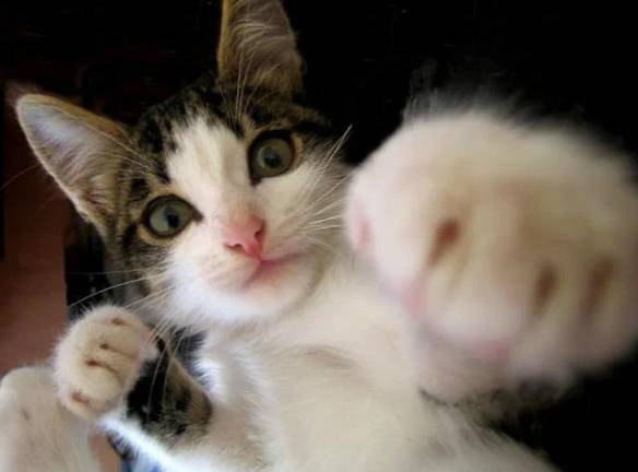 potret jurus tinjuan kucing (reddit.com/EveningSun202010)