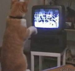 potret jurus tinjuan kucing (reddit.com/imaketrollfaces)