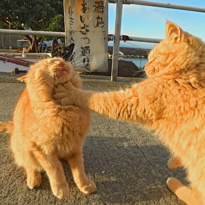 potret jurus tinjuan kucing (reddit.com/alpacalmao)