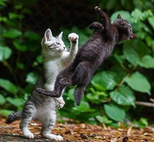 potret jurus tinjuan kucing (reddit.com/Random-Barbarian)
