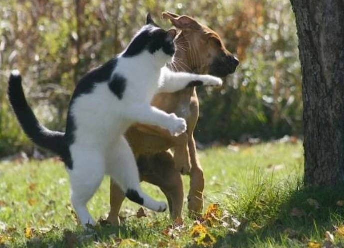potret jurus tinjuan kucing (reddit.com/napein)