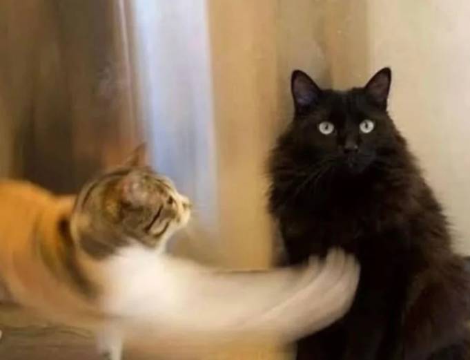 potret jurus tinjuan kucing (reddit.com/Switzerland2008)