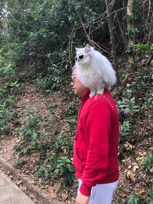 potret kucing putih tampil stylish (reddit.com/malak_oz)