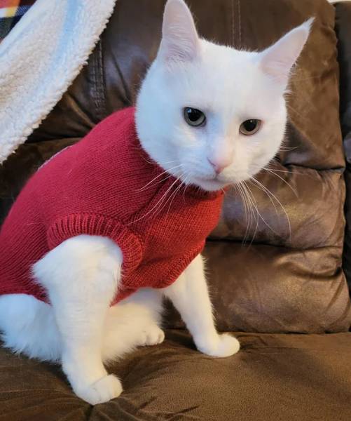 potret kucing putih tampil stylish (reddit.com/imsorryilosturpotato)