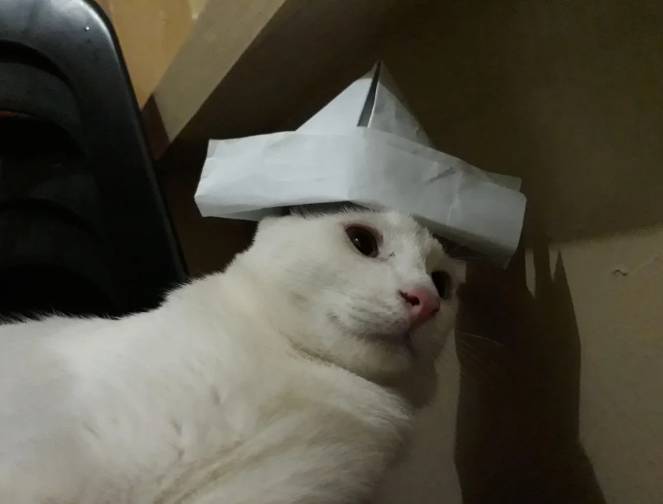 potret kucing putih tampil stylish (reddit.com/HoodOldCake)