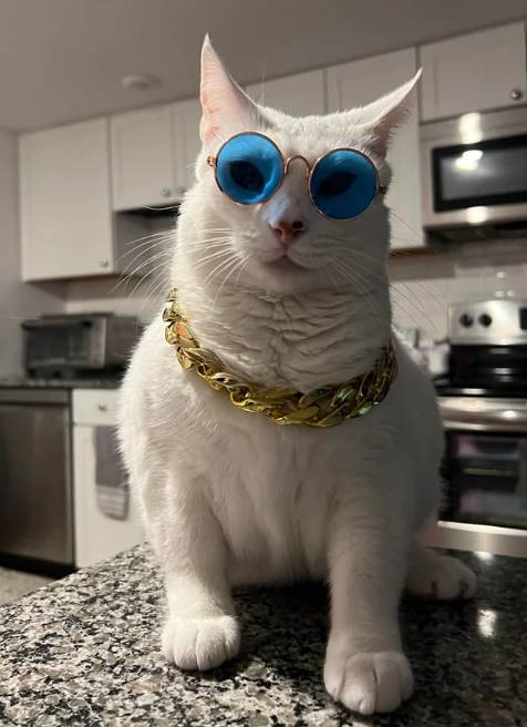 potret kucing putih tampil stylish (reddit.com/escapevel0city)