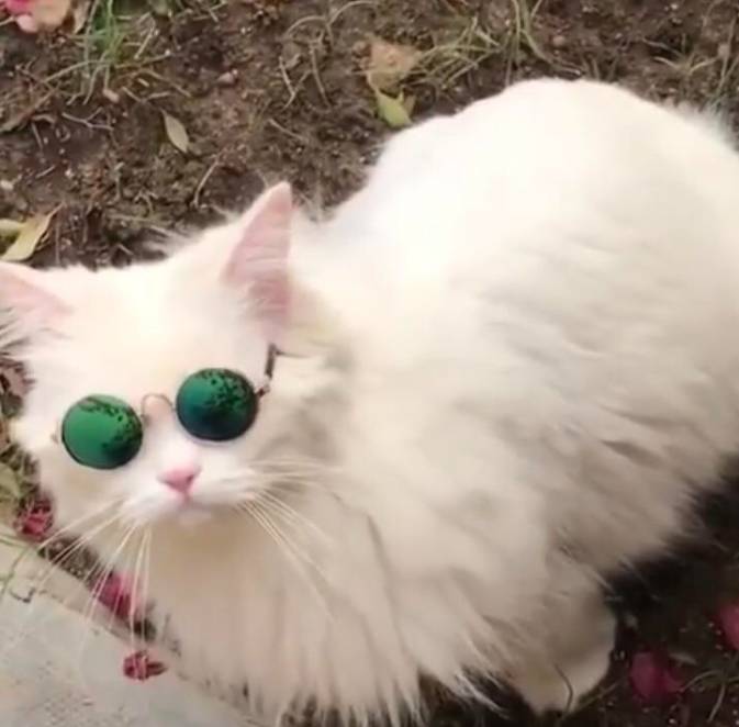 potret kucing putih tampil stylish (reddit.com/zinerina)