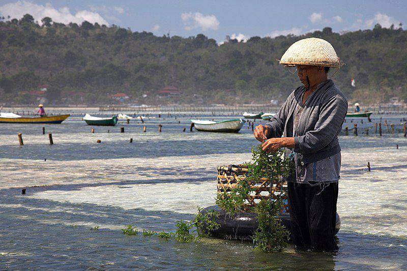 ilustrasi petani rumput laut (commons.wikimedia.org/Jean-Marie Hullot)