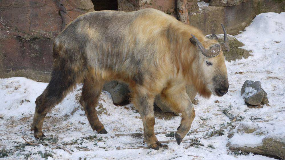 Takin (pixabay.com/Jaclyn Wildcat)