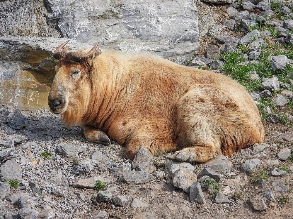 Takin (pixabay.com/Dim Hou)