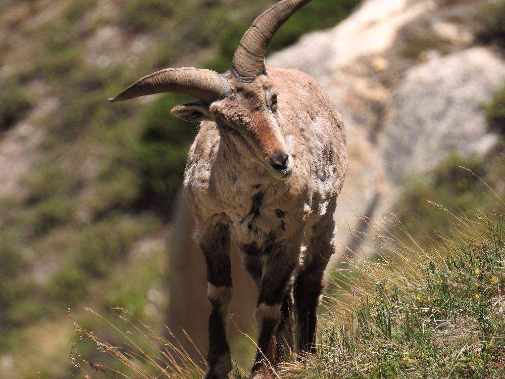 Bharal (commons.m.wikimedia.org/Lokershwar23)