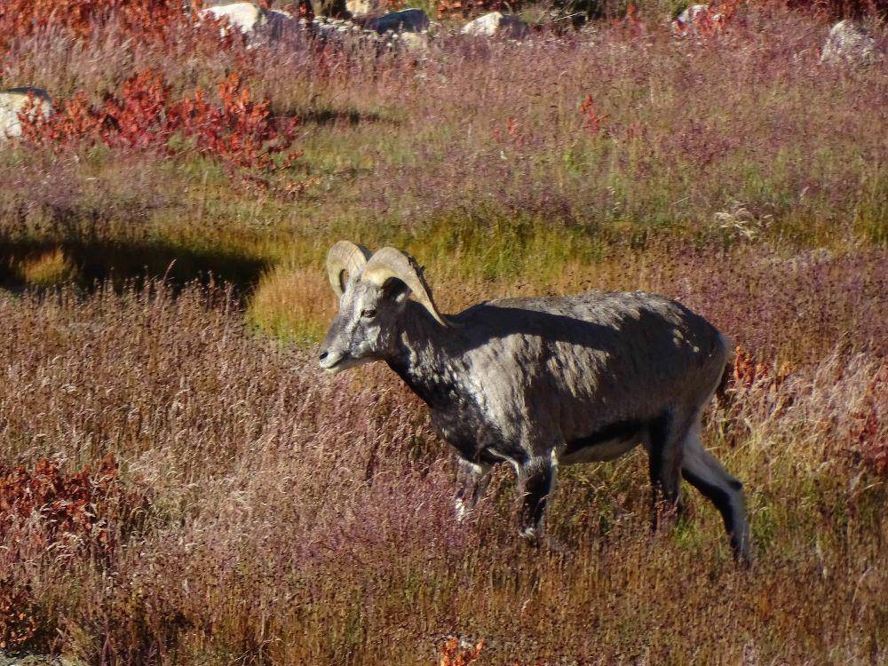 Bharal (commons.m.wikimedia.org/Dibendu Nandi)