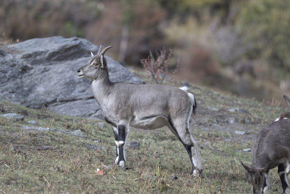 Bharal (commons.m.wikimedia.org/Wang QG)